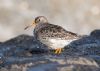 Purple Sandpiper at Canvey Point (Jeff Delve) (55748 bytes)