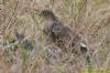 Sparrowhawk at Benfleet Creek (Richard Howard) (134350 bytes)
