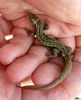 Common Lizard at South Fambridge (Paul Baker) (76012 bytes)