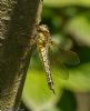 Hairy Dragonfly at Canewdon (Jeff Delve) (69545 bytes)