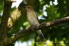 Pied Flycatcher at Gunners Park (Richard Howard) (60390 bytes)