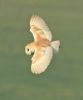 Barn Owl at Bowers Marsh (RSPB) (Graham Oakes) (52852 bytes)