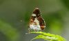 White Admiral at Hockley Woods (Steve Arlow) (34069 bytes)