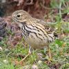 Meadow Pipit at Gunners Park (Paul Griggs) (174413 bytes)