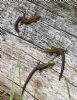 Common Lizard at Bowers Marsh (RSPB) (Graham Oakes) (180619 bytes)