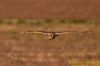 Short-eared Owl at Wallasea Island (RSPB) (Richard Howard) (39535 bytes)