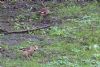 Hawfinch at Coombe Wood (Jeff Saward) (135059 bytes)