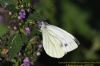 Green-veined White at West Canvey Marsh (RSPB) (Richard Howard) (75132 bytes)