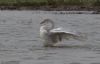 Whooper Swan at Bowers Marsh (RSPB) (Jeff Delve) (45486 bytes)