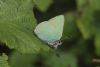 Green Hairstreak at West Canvey Marsh (RSPB) (Matt Bruty) (37827 bytes)