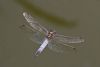 Black-tailed Skimmer at Shoeburyness Park (Mike Bailey) (42396 bytes)