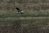 Hen Harrier at Wallasea Island (RSPB) (Jeff Delve) (62822 bytes)