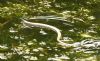 Slow-worm at Bowers Marsh (RSPB) (Graham Oakes) (90017 bytes)