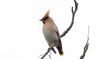 Waxwing at Rayleigh (Steve Arlow) (22538 bytes)
