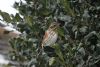 Redwing at Private site with no public access (Vince Kinsler) (70345 bytes)