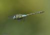 Southern Migrant Hawker at Canvey Way (Jeff Delve) (22502 bytes)