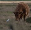 Cattle Egret at Wallasea Island (RSPB) (Jeff Delve) (64403 bytes)