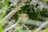 Sedge Warbler at West Canvey Marsh (RSPB) (Richard Howard) (98291 bytes)