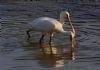 Spoonbill at Wat Tyler Country Park (Tim Bourne) (67688 bytes)
