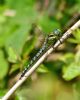 Hairy Dragonfly at Bowers Marsh (RSPB) (Graham Oakes) (63193 bytes)