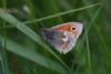 Small Heath at West Canvey Marsh (RSPB) (Mike Bailey) (41957 bytes)