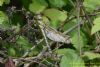 Hairy Dragonfly at Bowers Marsh (RSPB) (Richard Howard) (86205 bytes)