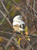 House Sparrow at Canvey Island (Graham Oakes) (61929 bytes)