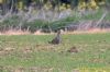 Grey Partridge at Bowers Marsh (RSPB) (Richard Howard) (82932 bytes)