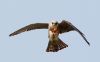 Red-footed Falcon at Vange Marsh (RSPB) (Tim Bourne) (22802 bytes)