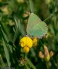 Green Hairstreak at Canvey Wick (Jeff Delve) (67281 bytes)