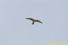 Red-footed Falcon at Bowers Marsh (RSPB) (Richard Howard) (31595 bytes)