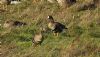 White-fronted Goose at Wallasea Island (RSPB) (Steve Arlow) (120357 bytes)