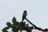 Spotted Flycatcher at Gunners Park (Richard Howard) (52717 bytes)