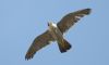 Peregrine Falcon at Rochford (Steve Arlow) (78122 bytes)