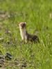 Weasel at Bowers Marsh (RSPB) (Graham Ryland) (46330 bytes)