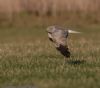 Hen Harrier at Wallasea Island (RSPB) (Jeff Delve) (47087 bytes)