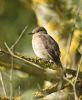 Spotted Flycatcher at Bowers Marsh (RSPB) (Graham Oakes) (70641 bytes)