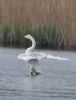 Whooper Swan at Bowers Marsh (RSPB) (Graham Oakes) (38391 bytes)