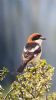 Woodchat Shrike at Rochford (Neil Chambers) (52534 bytes)
