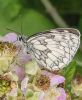 Marbled White at Canvey Way (Paul Baker) (99347 bytes)