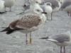 Caspian Gull at Wat Tyler Country Park (Marc Outten) (52898 bytes)