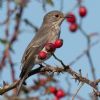 Spotted Flycatcher at Gunners Park (Andrew Armstrong) (97675 bytes)