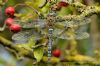 Migrant Hawker at West Canvey Marsh (RSPB) (Richard Howard) (135755 bytes)