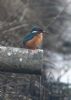 Kingfisher at Wallasea Island (RSPB) (Jeff Delve) (48662 bytes)