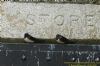 Swallow at Gunners Park (Richard Howard) (166280 bytes)
