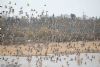 Black-tailed Godwit at Vange Marsh (RSPB) (Jeff Delve) (91054 bytes)