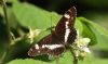 White Admiral at Hockley Woods (Steve Arlow) (51806 bytes)