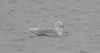 Glaucous Gull at West Canvey Marsh (RSPB) (Alan Shearman) (25141 bytes)