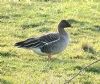 Tundra Bean Goose at Lower Raypits (Paul Baker) (154056 bytes)