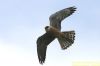 Red-footed Falcon at Vange Marsh (RSPB) (Richard Howard) (56052 bytes)